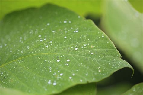 Banco De Imagens Rvore Agua Natureza Solta Orvalho Plantar