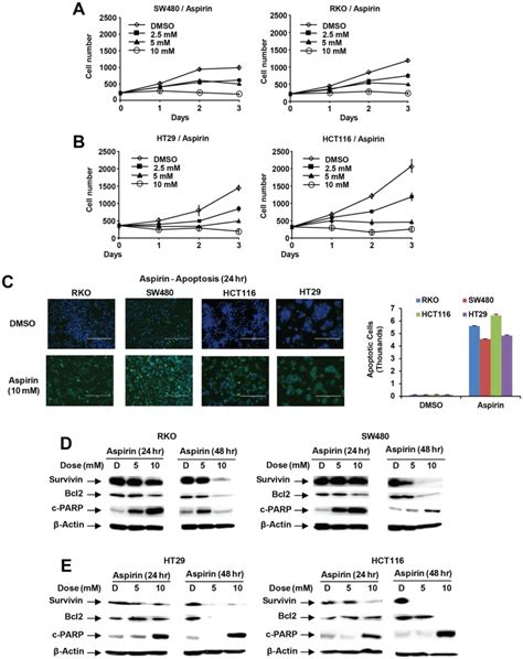 Inhibition Of Sw480 And Rko A And Ht29 And Hct116 B Cell