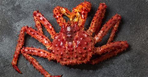 Snow Crab Vs King Crab 4 Key Differences Explained A Z Animals