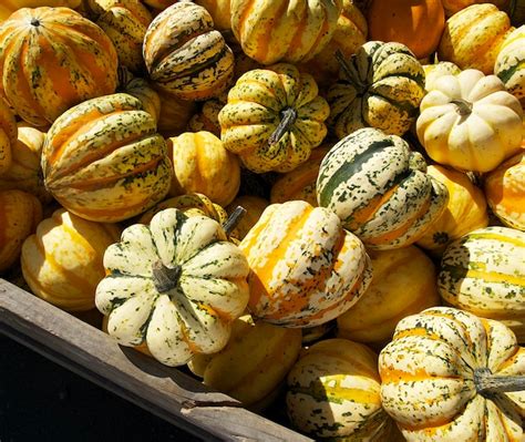 Premium Photo Many Carnival Pumpkins In A Wooden Box On A Sunny Day