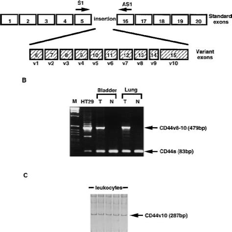 Reverse Transcriptionpolymerase Chain Reaction Rtpcr Analysis Of