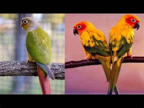 Pineapple Conure Price In Pakistan Sun Conure Parrot Price In Pakistan