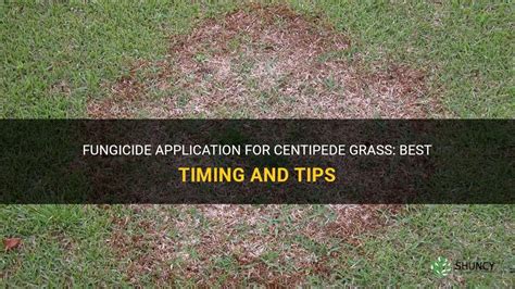 Fungicide Application For Centipede Grass Best Timing And Tips Shuncy