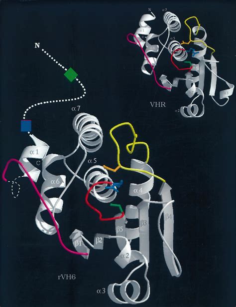 Model Of Rvh Catalytic Domain Based On The X Ray Structure Of The Dual