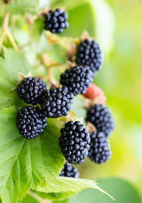 Natural Fresh Blackberries In A Garden Bunch Of Ripe Blackberry Fruit