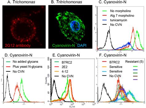 Anti Retroviral Lectins And The G Monoclonal Antibody Bind N Glycans