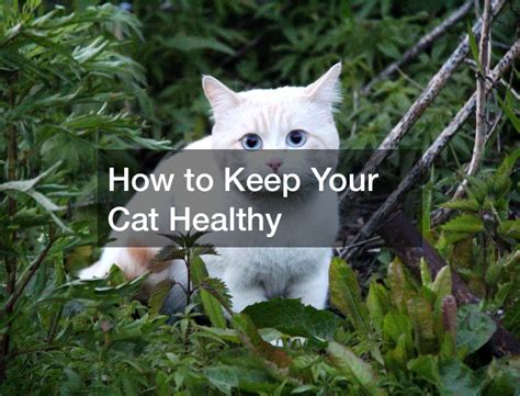 How To Keep Your Cat Healthy Pets For Kids