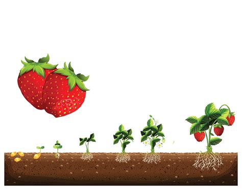 The Cycle Of Growth Of A Strawberry Plant Strawberry Plant Growth