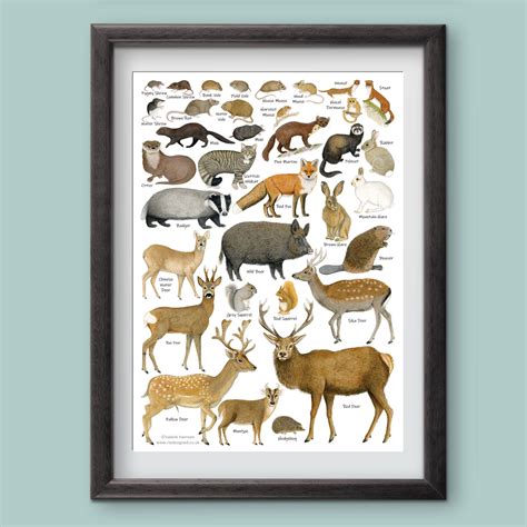 British Land Mammals Identification A4 Card Poster