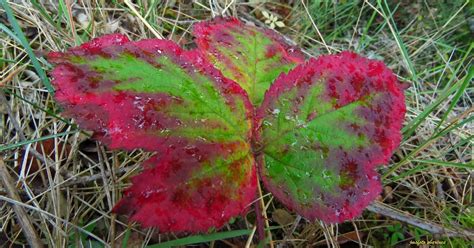 Montes Obarenes Entorno Y Vida Colores De Zarzamora Rubus Ulmifolius