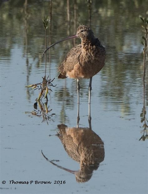 The Long-billed Curlew – 10,000 Birds