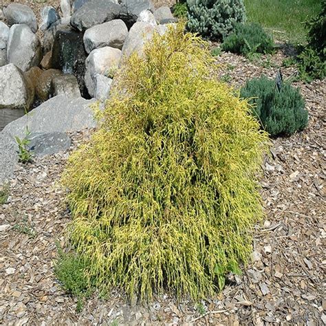 Chamaecyparis Pisifera Kings Gold Sawara Cypress Siteone