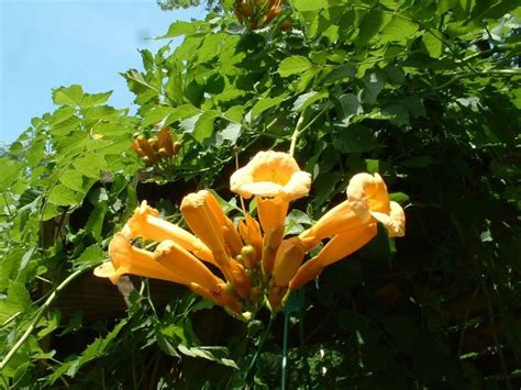 La Bignone Une Grimpante Généreuse Aux Fleurs En Trompette