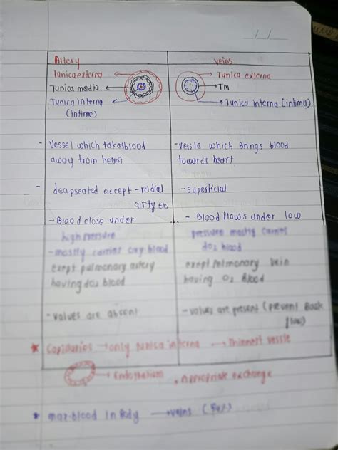 Solution Difference Between Artery And Vein Studypool