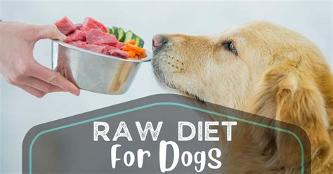 Raw Diet For Dogs Benefits And Risks