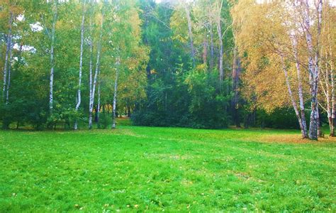 Зеленая Поляна Картинка – Telegraph