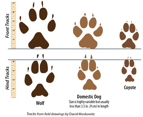 Gray Wolf — Wildlife Science Center