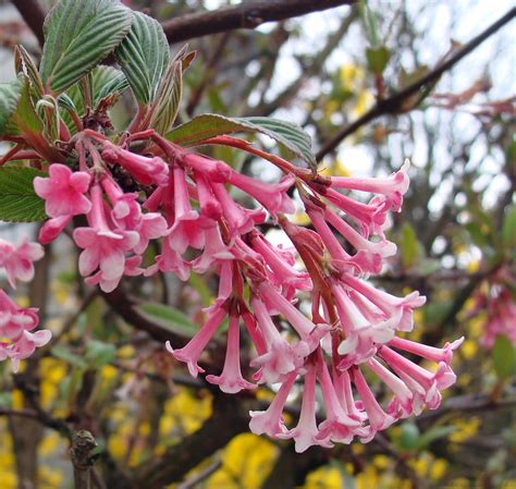 Viburnum X Bodnantense Bodnant Viburnum North Carolina Extension