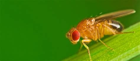 The Common Fruit Fly | Critter Science