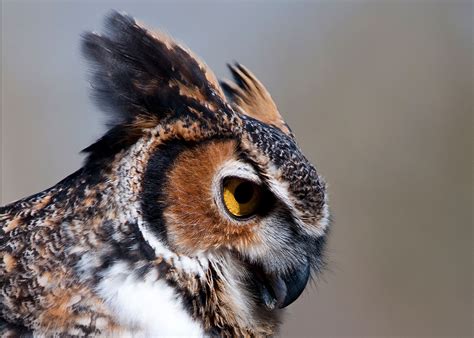 How Birds Make Colorful Feathers | Bird Academy • The Cornell Lab