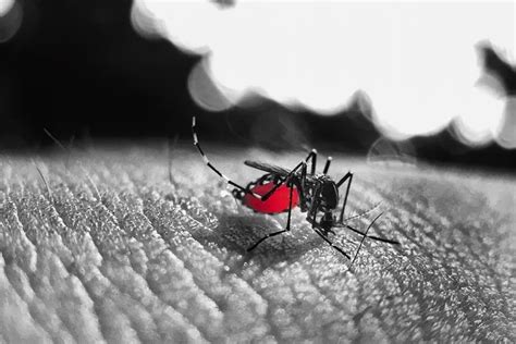 Hati Hati Ini 9 Gejala Penderita DBD Demam Berdarah Dengue Dan Fase