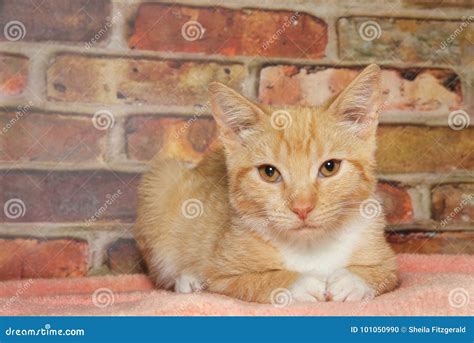 Orange Tabby On Blanket Stock Photo Image Of Blanket 101050990