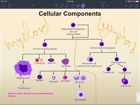 Clinpath Hematology Flashcards Quizlet