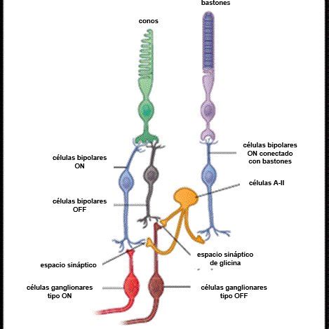 Esquema mostrando la relación de células ganglionares con otras células