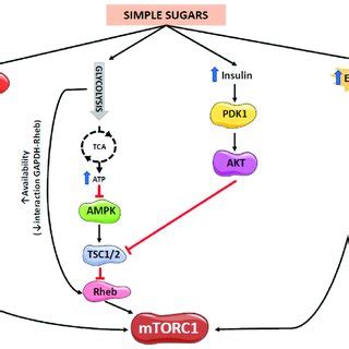 Proposed Mechanisms Of MTORC1 Activity Regulation By Simple Sugars