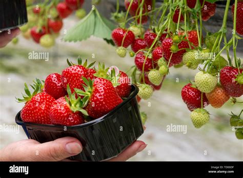 Hydroponics Strawberry Hi Res Stock Photography And Images Alamy