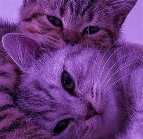 Two Cats Cuddle Together In The Middle Of A Purple Photo With One Cat S