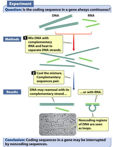 Genetics CH 14 RNA Molecules And RNA Processing Flashcards Quizlet