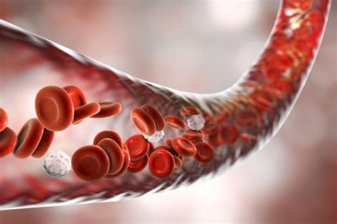 Albumin: Function & Associated Diseases - SelfDecode Labs