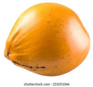 58 Malayan Yellow Dwarf Images Stock Photos Vectors Shutterstock