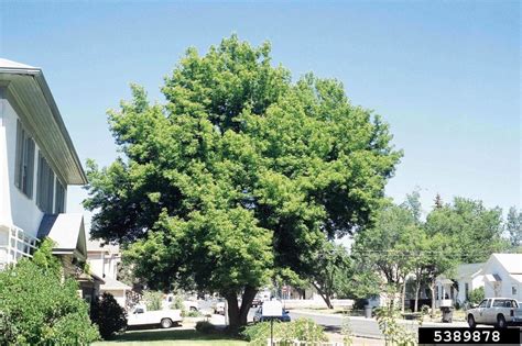 What Is It About Box Elder Outside My Window