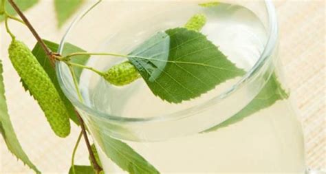 BIRCH WATER BENEFITS - SWIISH Blog