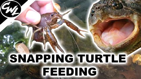 Snapping Turtle Feeding Youtube