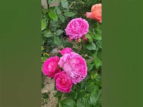 Роза Анушка Rosa Anuschka - YouTube