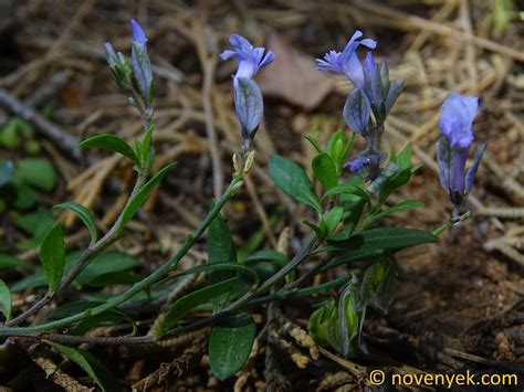 Image Collection Of Wild Vascular Plants Polygala Venosa