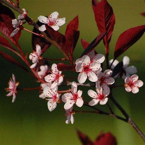 Purple Leaf Sand Cherry Foothills Nurseries