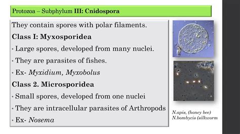 I Sem 05 Protozoa Classification - YouTube