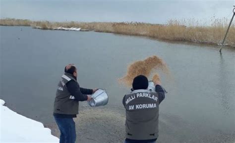 Vanda yabani hayvanlar için yem takviyesi