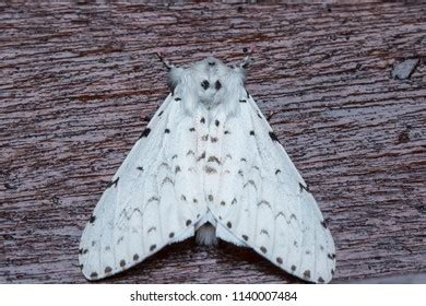 62 Muslin Moth Images, Stock Photos, 3D objects, & Vectors | Shutterstock