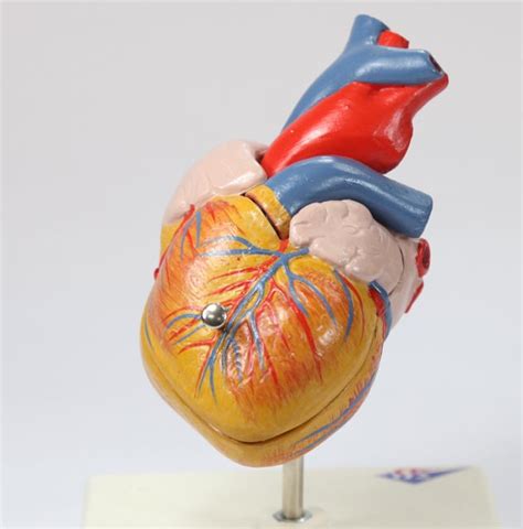 Anatomy Museum-1429 | sifusifan Image