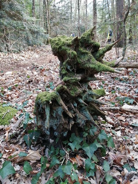 Les Amis Des Sentiers De Broc Liande Monteneuf Dimanche Mars