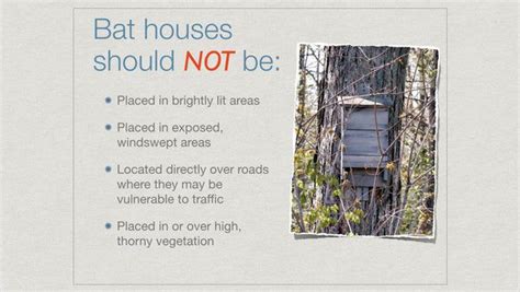 How to choose a bat house location – Artofit