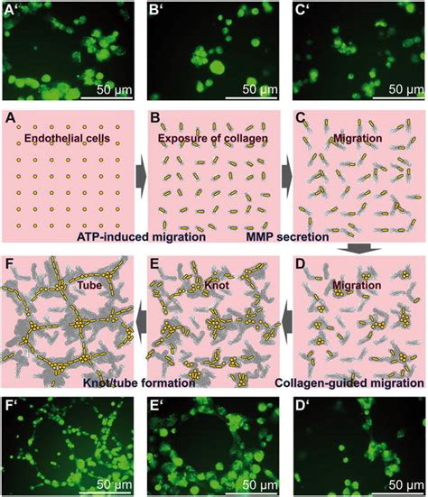 Morphogenetic Events During Tube Formation By Endothelial Cells A Download Scientific Diagram