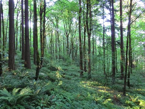 Forest Park, Portland, OR | Forest park, Forest, Landscape