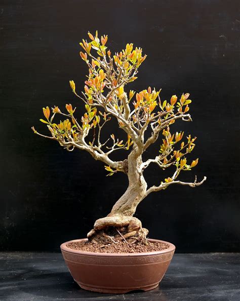 how to grow a bonsai tree 6