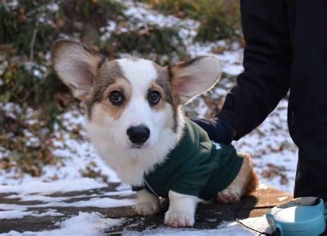 Animals Thechive Cute Dogs Cute Corgi Puppies And Kitties